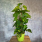 Epipremnum aureum - Golden Pothos