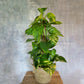Epipremnum aureum - Golden Pothos