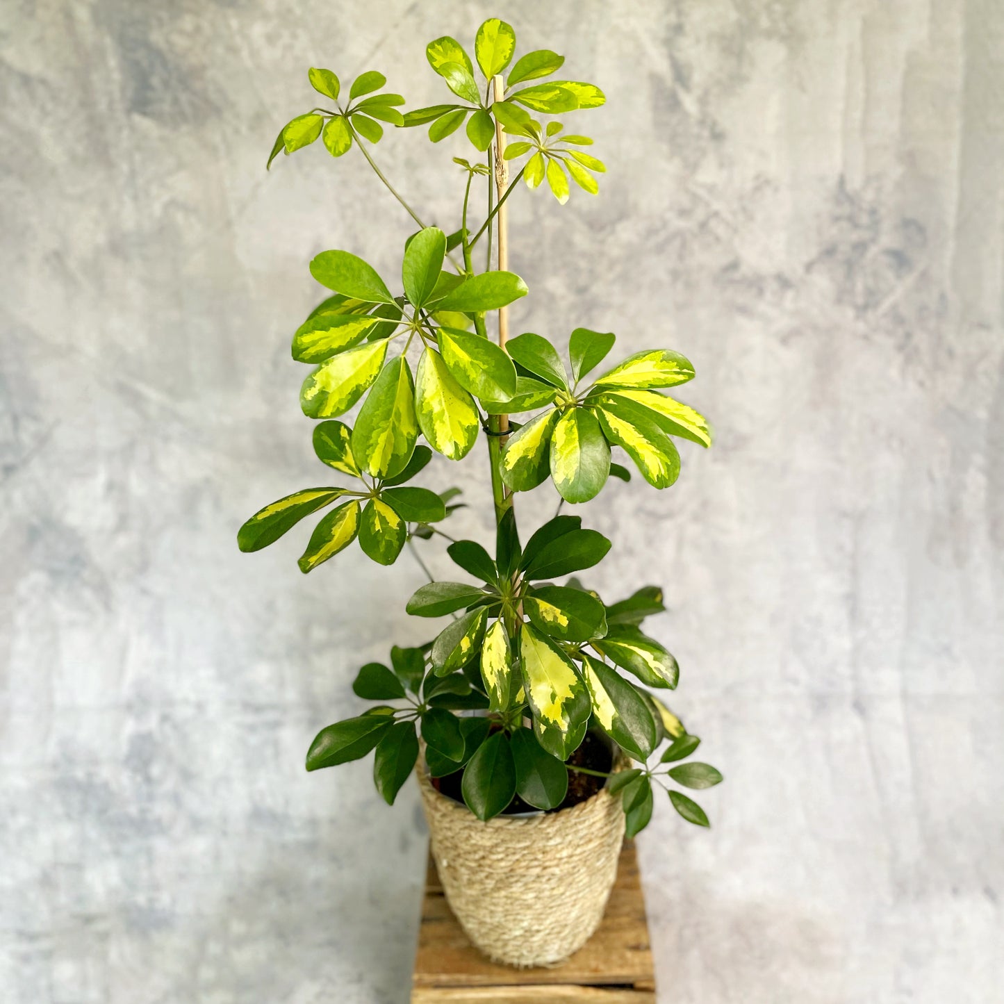 Schefflera Gold Capella - Golden Umbrella Plant
