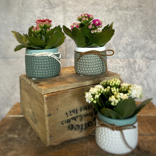 Mini Kalanchoe Mix in Ceramic Pot String