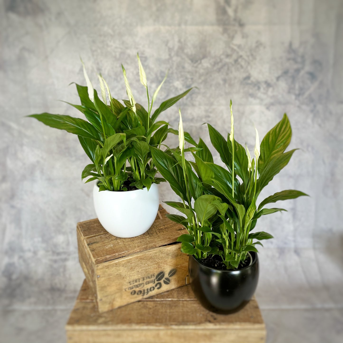 Spathiphyllum bellini - Peace Lilly