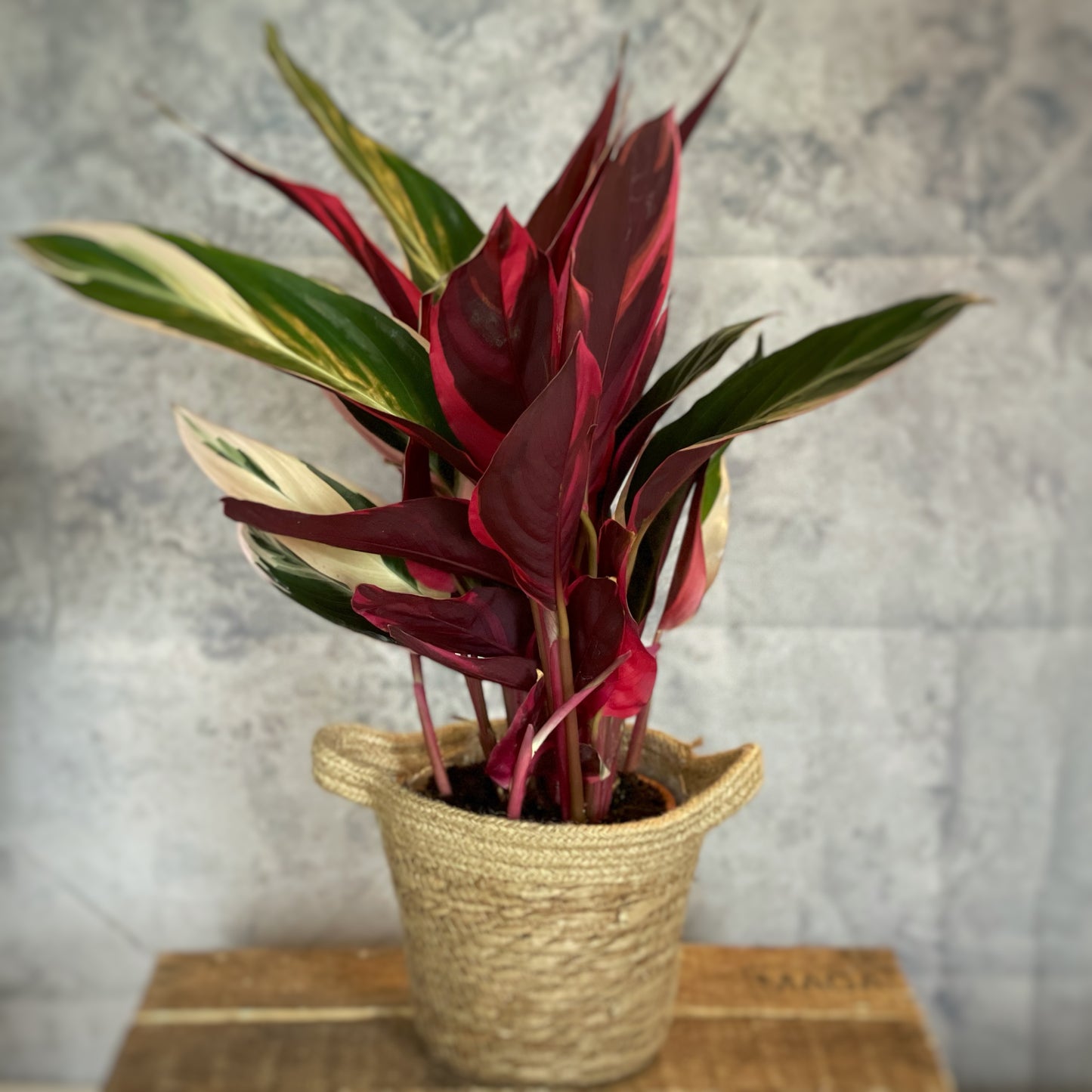 Triostar Stromanthe - Calathea Triostar