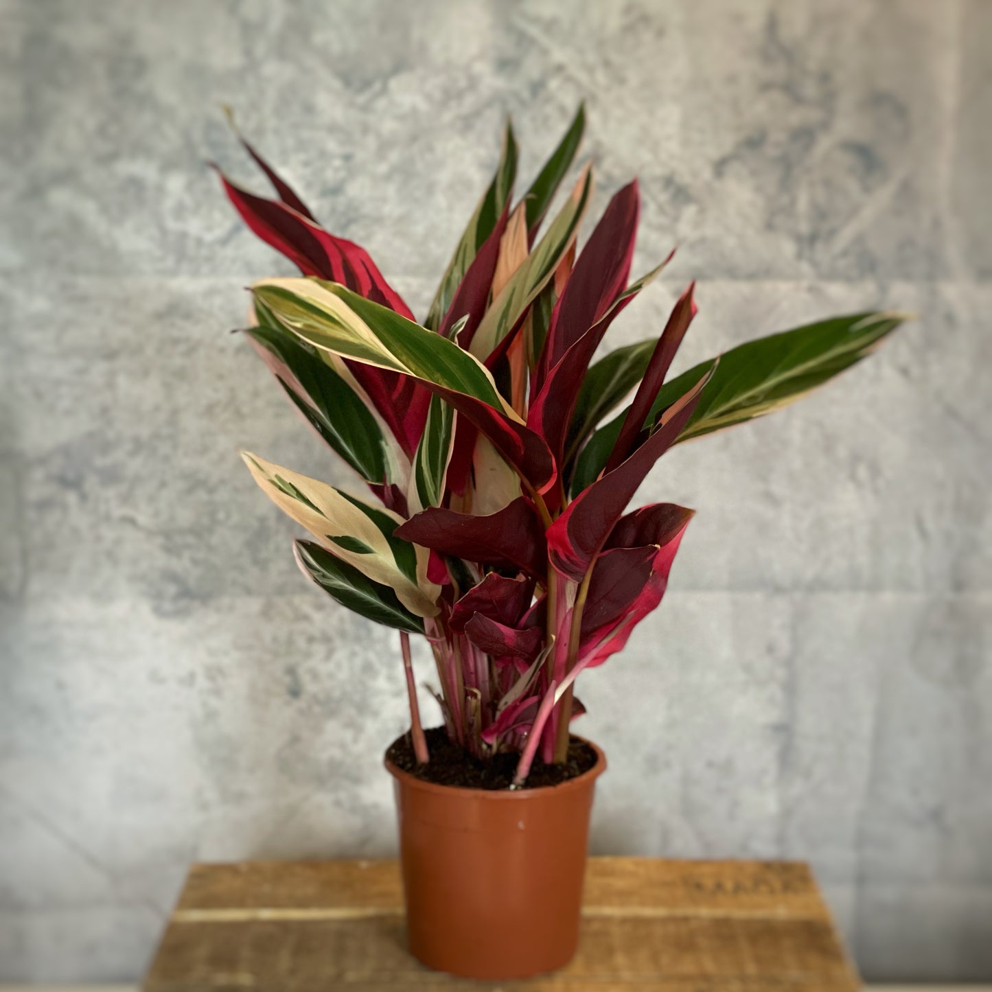 Triostar Stromanthe - Calathea Triostar