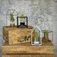 Air Plant Tillandsia Frame Mix