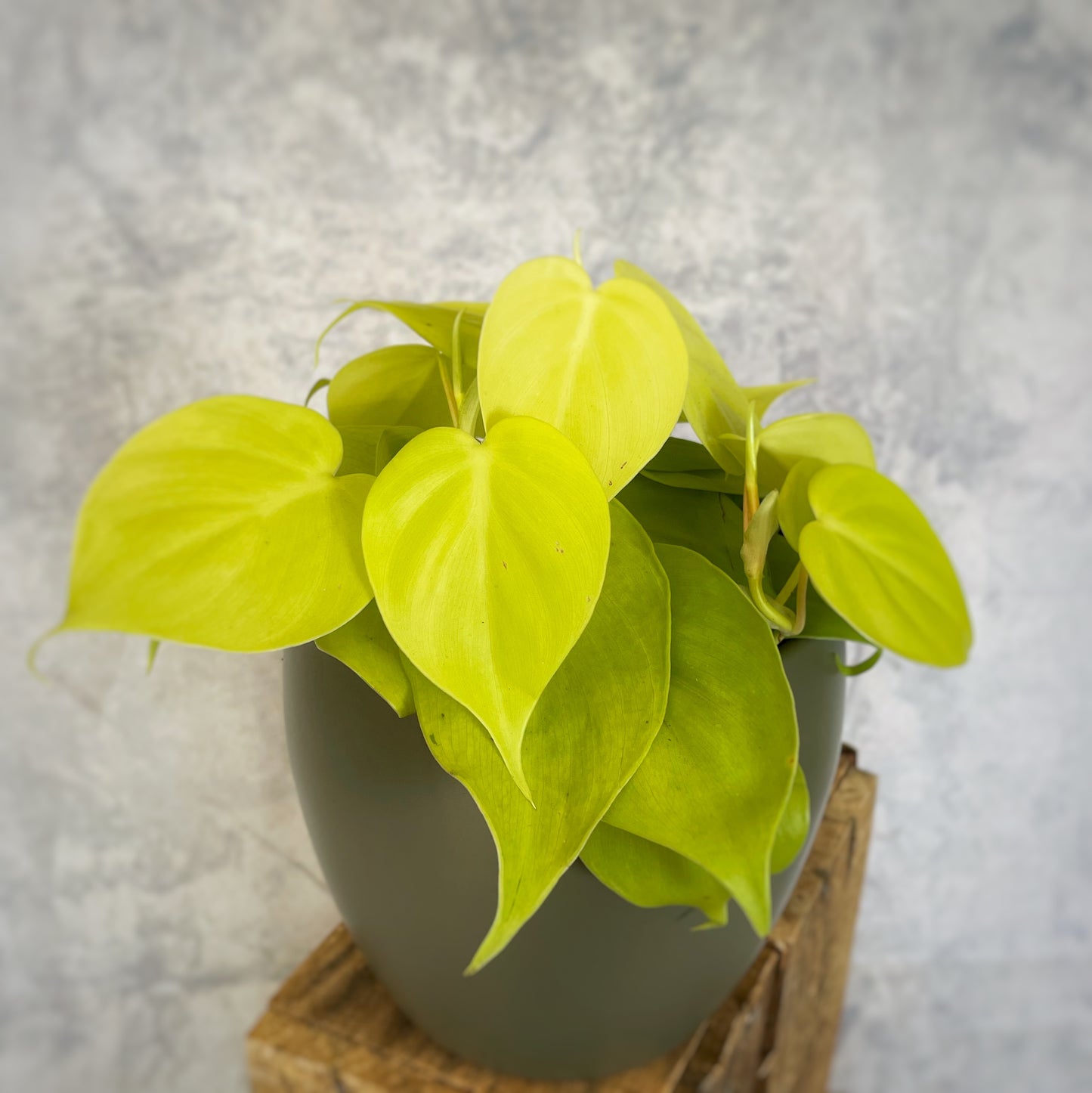 Philodendron Micans Lime- Velvet Leaf Philodendron Lime