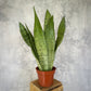 Sansevieria zeilanica- Snake Plant