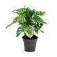Monstera adansonii - Monkey leaf