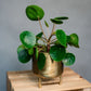 Pilea peperomioides - Chinese Money Plant