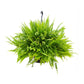 Nephrolepis exaltata - Boston Fern