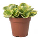 Peperomia obtipan bicolour - Baby Rubber Plant Bicolour