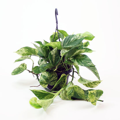 Epipremnum aureum Marble - Pothos Marble Queen