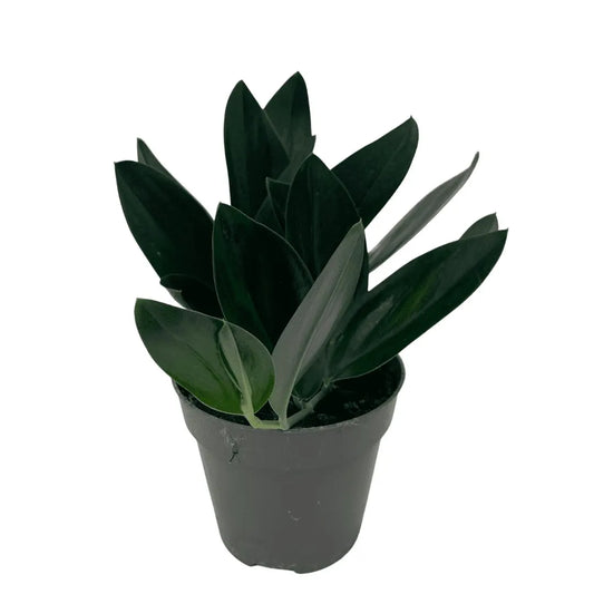 Scindapsus 'Treubii' Dark Form