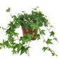 Hedera helix - Ivy