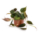 Philodendron Micans - Velvet Leaf Philodendron