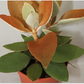 Kalanchoe Orgyalis