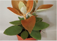 Kalanchoe Orgyalis