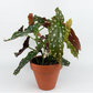 Begonia Maculata - Begonia Polka Dot