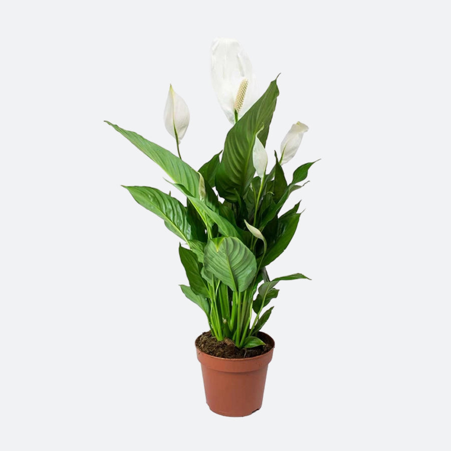 Spathiphyllum Sweet Chico - Peace Lilly XL