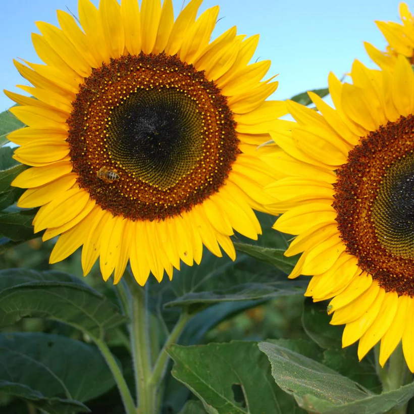 Sunflower Tayo