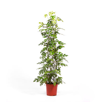 Rhaphidophora tetrasperma - Mini Monstera