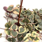 Ceropegia woodii - String of Hearts