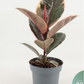Ficus elastica Belize -Pink Rubber Plant