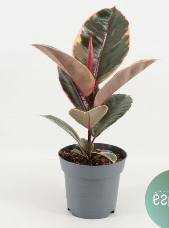 Ficus elastica Belize -Pink Rubber Plant