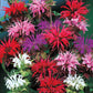 Seeds Monarda - Scarlet Bee Balm