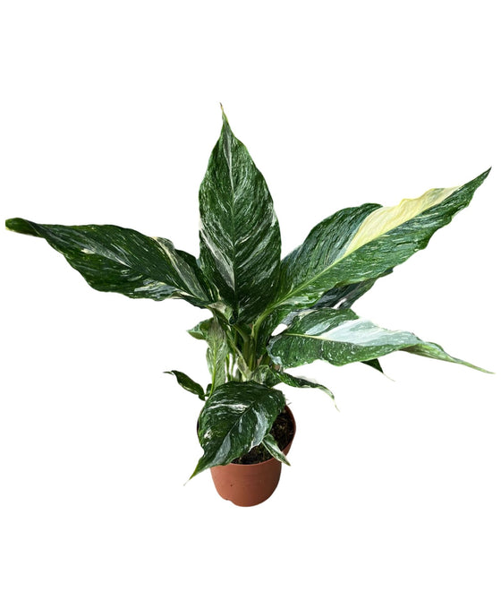 Spathiphyllum D. Variegated - Variegated Peace Lilly