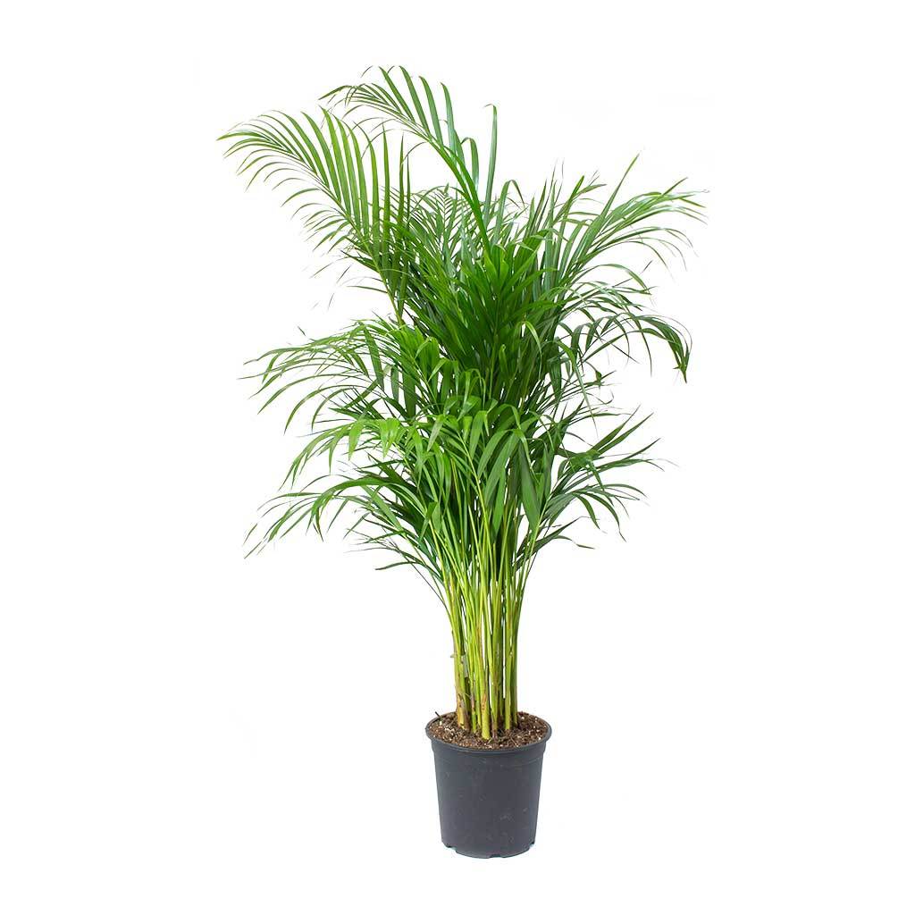 Dypsis lutercens - Areca Palm