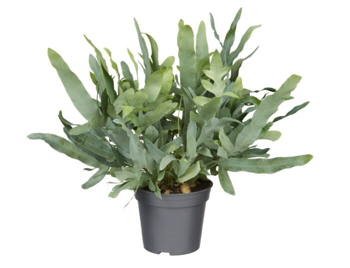 Phlebodium Blue Star Fern