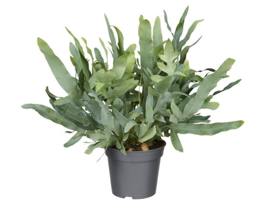 Phlebodium Blue Star Fern