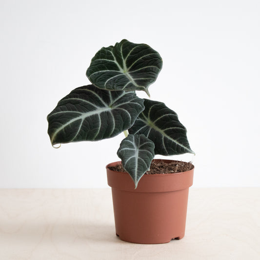 Alocasia Black Velvet