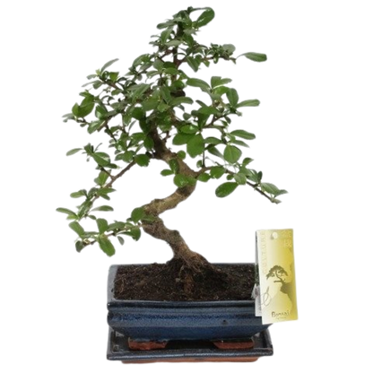 Bonsai - Ficus Mix