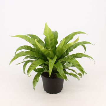 Asplenium antiquuum - Birds Nest Fern