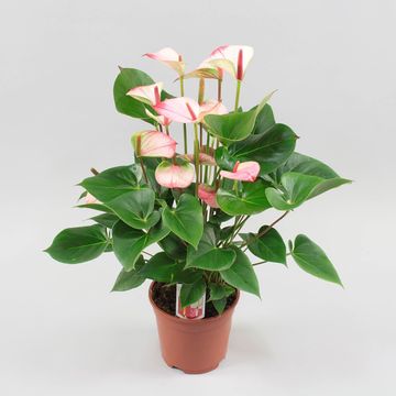 Anthurium An Princess Amalia- Flamingo Plant