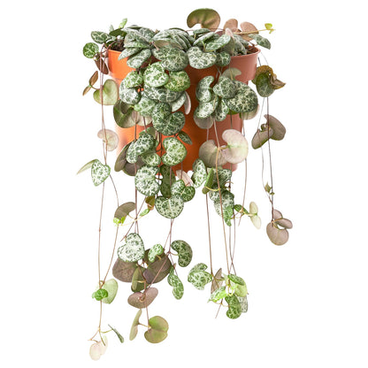 Ceropegia woodii - String of Hearts