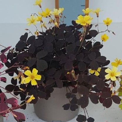 Oxalis triangularis - Purple Shamrock Burgundy Yellow