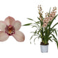 Cymbidium 3 stems