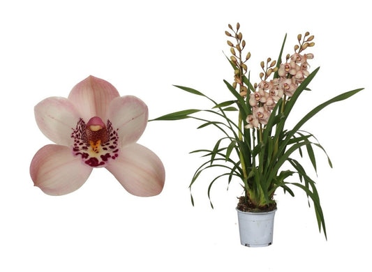 Cymbidium 3 stems