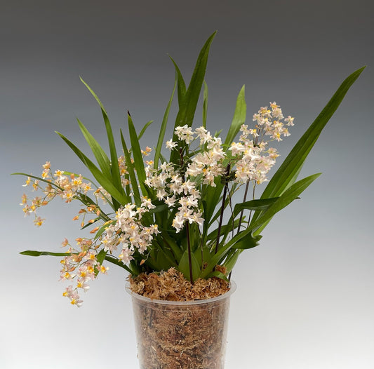 Oncidium Twinkel 3 stems