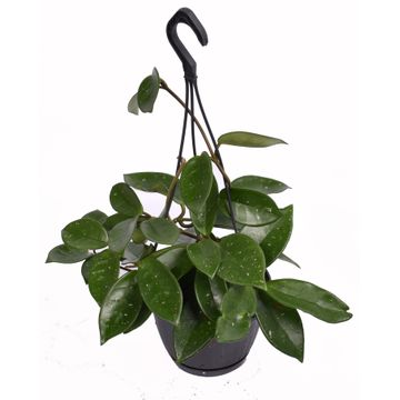 Hoya Carnosa - Wax Plant