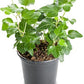Hedera helix - Ivy