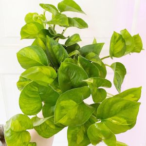Epipremnum pinnatum Global Green- Green Pothos