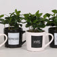 Coffee Arabica