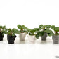 Pilea peperomioides - Chinese Money Plant