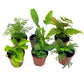 Nephrolepis exaltata - Boston Fern
