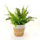 Nephrolepis exaltata - Boston Fern
