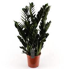 Zamioculcas zamiifolia Supernova Black - Black ZZ Plant