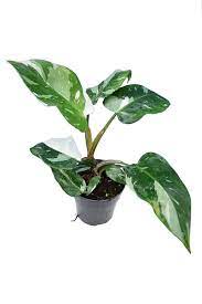 Philodendron White Princess
